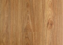 Spotted Gum